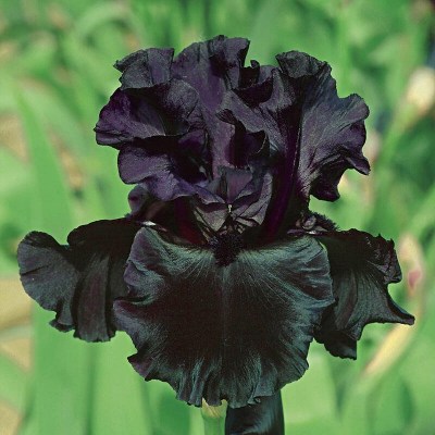 Black Is Black (Schreiner, 2010)